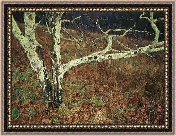 Raymond Gehman A Bare Dogwood Tree Covered with Lichens at Priest Overlook Framed Painting
