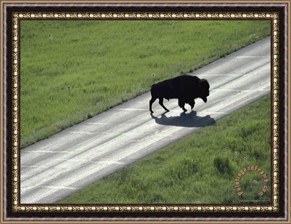 Raymond Gehman A Bison Bull Ambles Across Lamar Valley Road Framed Painting