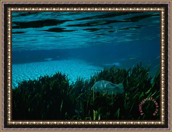 Raymond Gehman A Blue Tilapia Fish Swims Through The Clear Water Framed Painting