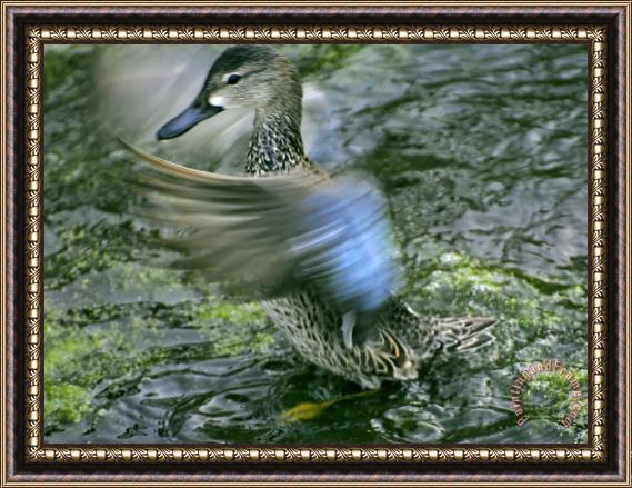 Raymond Gehman A Blue Winged Teal Duck Flapping It S Wings Framed Print