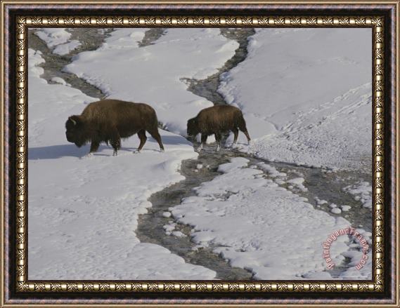 Raymond Gehman A Buffalo Cow And Her Calf Cross a Stream in Snowy Yellowstone Framed Painting