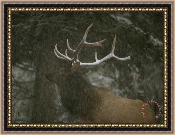Raymond Gehman A Bull Elk in a Winter Storm Vermilion Lakes Banff National Park Framed Painting