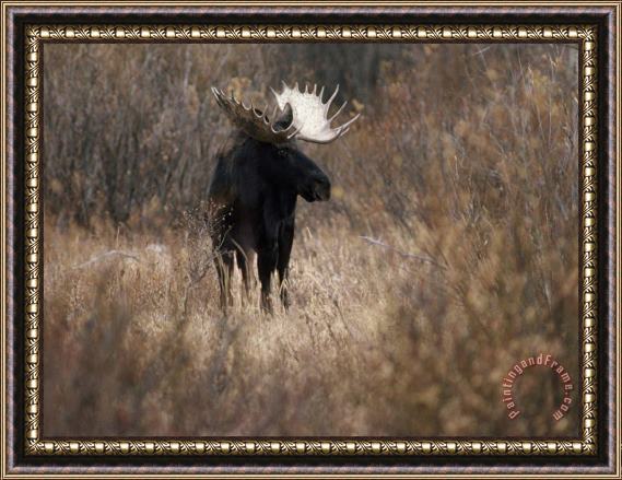 Raymond Gehman A Bull Moose Near The Snake River Framed Print