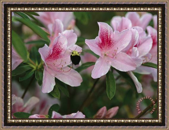 Raymond Gehman A Bumblebee Visits an Azalea Blossom Framed Painting