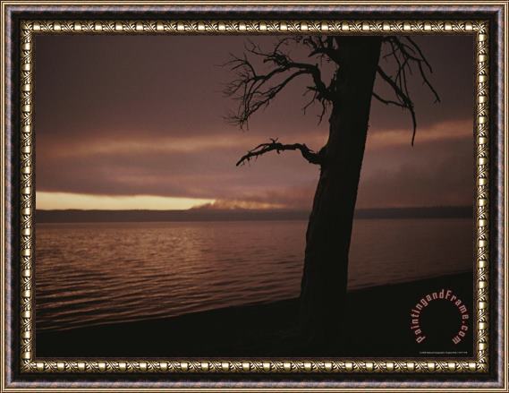 Raymond Gehman A Burned Pine Tree Is Silhouetted Against Shoshone Lake at Sunset Framed Painting