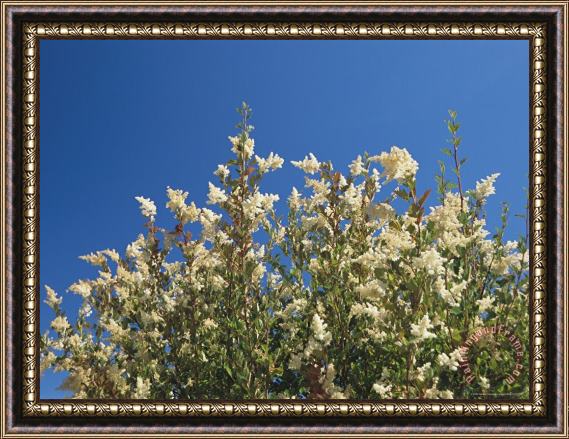 Raymond Gehman A Bush Bearing White Flower Spikes Reaches Skyward Framed Painting