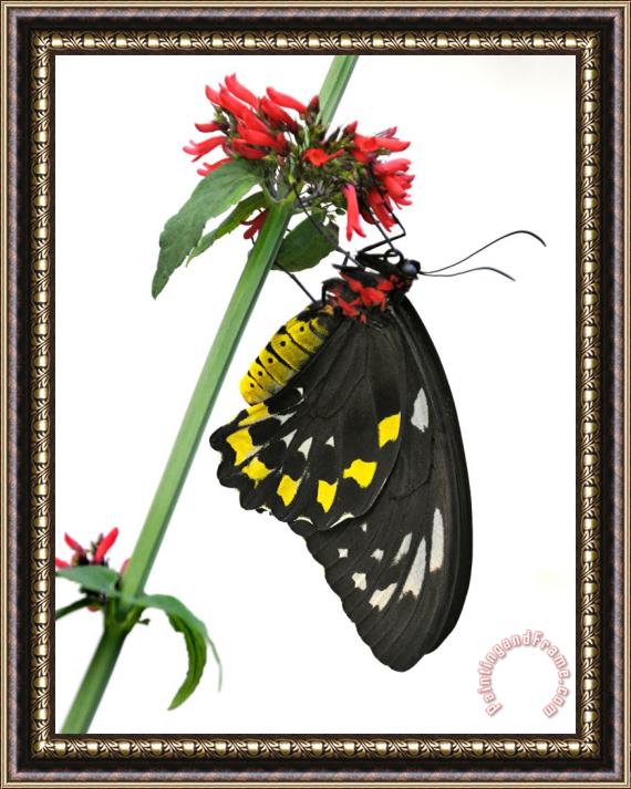 Raymond Gehman A Butterfly Clings to a Red Flowered Green Stalk Framed Print