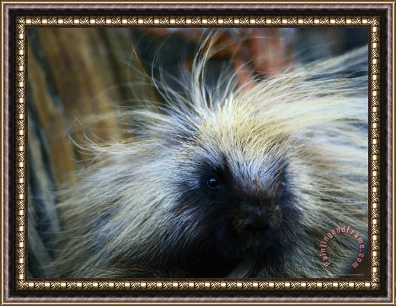 Raymond Gehman A Close Up of a Porcupine Framed Painting