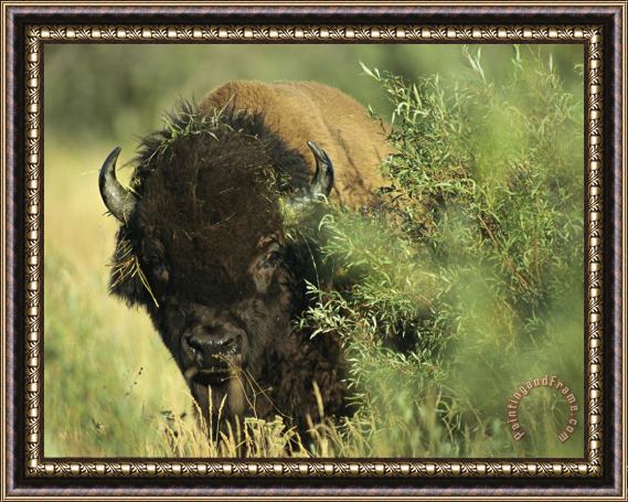 Raymond Gehman A Close Up View of an American Bison Covered with Grass Framed Painting