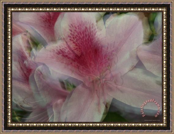 Raymond Gehman A Close View of a Gently Swaying Azalea Blossom Framed Painting