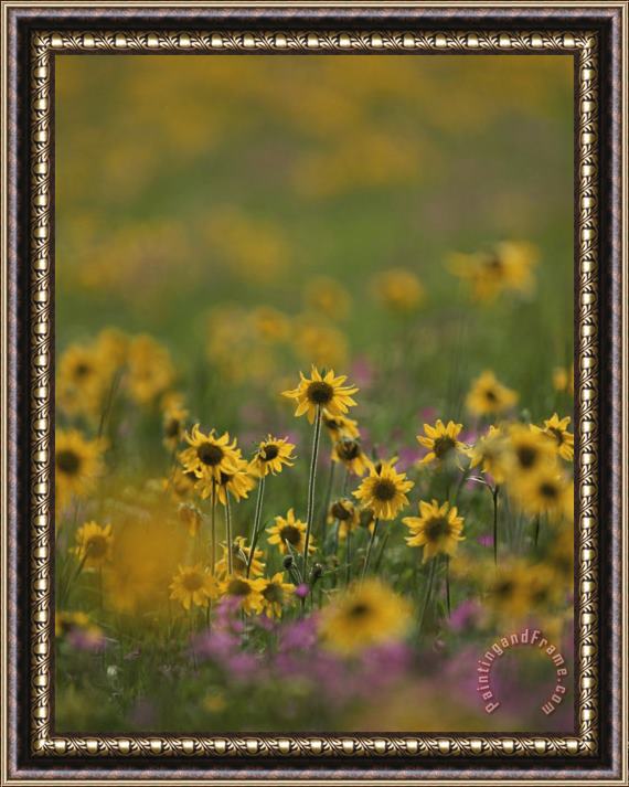Raymond Gehman A Close View of a Meadow Filled with Blooming Wildflowers Framed Painting