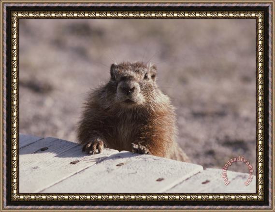 Raymond Gehman A Close View of a Yellow Bellied Marmot Yellowstone National Park Framed Print