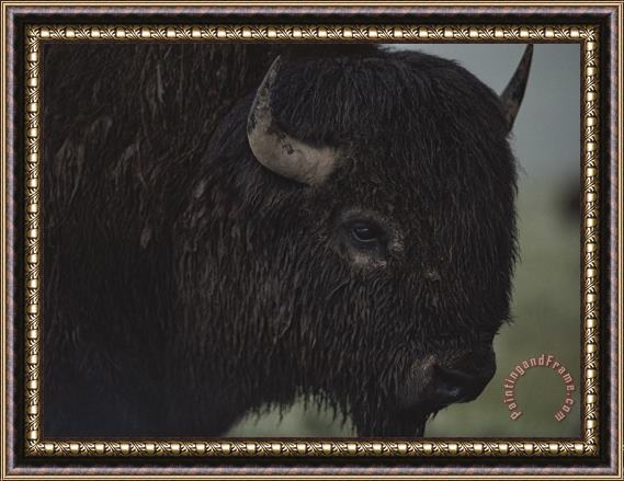 Raymond Gehman A Close View of an American Bison Wet with Rain Framed Painting