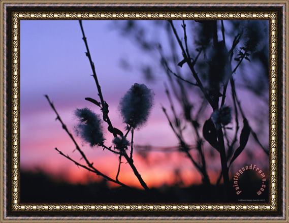 Raymond Gehman A Close View of Catkins of a Willow Shrub Near The Mackenzie River Framed Painting