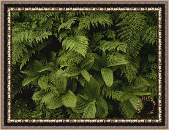 Raymond Gehman A Close View of Ferns And Hellebore Framed Print