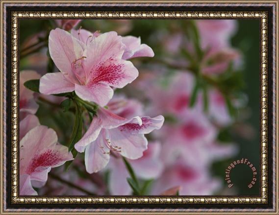 Raymond Gehman A Close View of Pink Azalea Blossoms Framed Painting