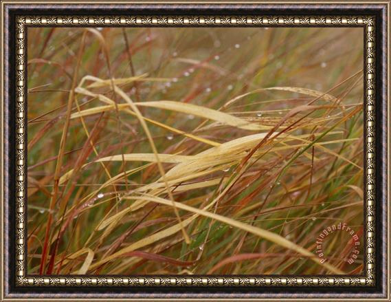Raymond Gehman A Close View of Raindrops on The Meadow Grass Framed Painting