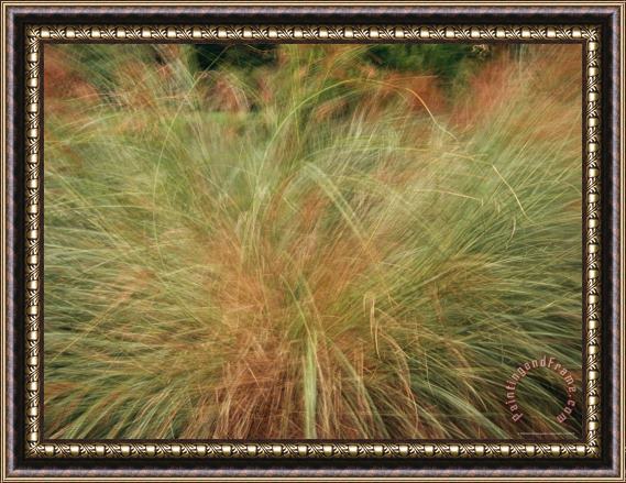 Raymond Gehman A Close View of Wind Rustled Maiden Grass Framed Painting