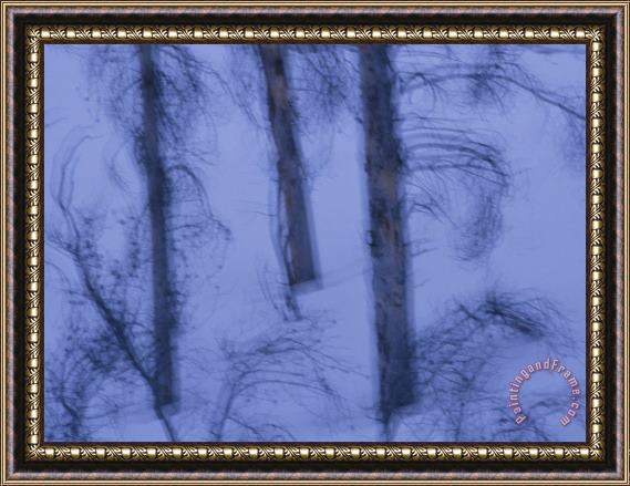 Raymond Gehman A Cold Wintry View of Leafless Trees in a Snowy Landscape Framed Painting