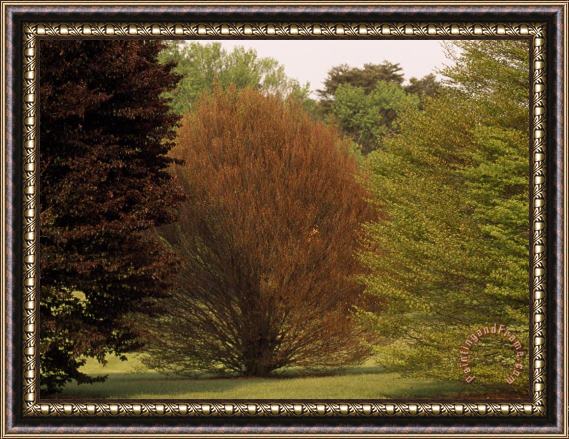 Raymond Gehman A Colorful Assortment of Trees Framed Painting