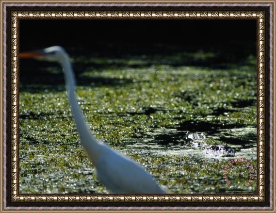 Raymond Gehman A Common Egret Wades Past an American Alligator Floating Nearby Framed Painting