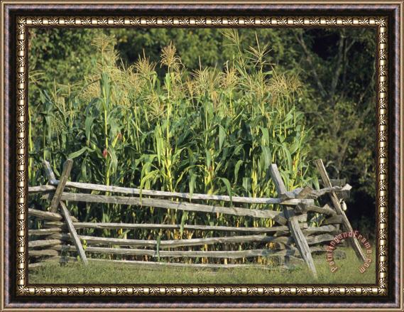 Raymond Gehman A Cornfield in Fort Frederick State Park Framed Painting
