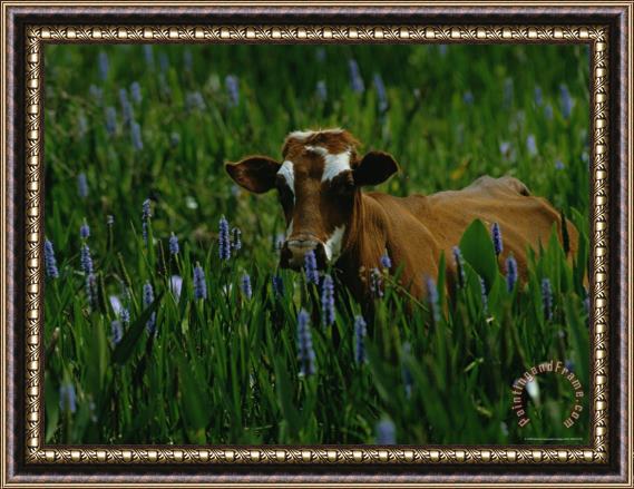 Raymond Gehman A Cow Stands in a Field of Green Grass And Purple Heather Framed Print