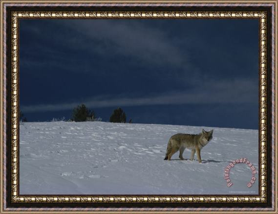 Raymond Gehman A Coyote in The Snow Yellowstone National Park Wyoming Framed Painting