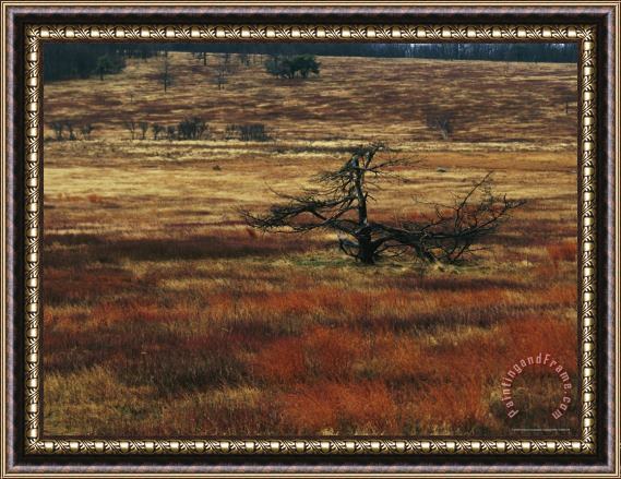 Raymond Gehman A Dead Tree And Sedges in a Meadow Framed Painting