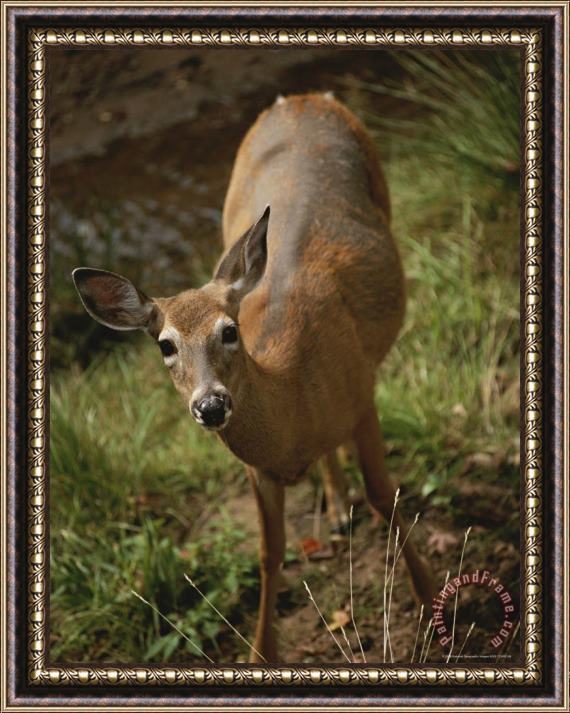 Raymond Gehman A Deer Takes a Look Around in The Apostle Islands Framed Painting