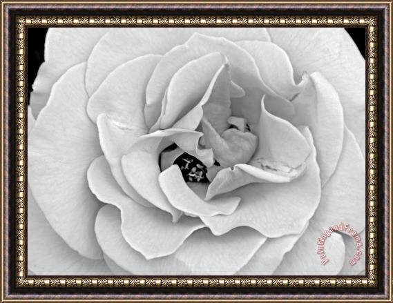 Raymond Gehman A Delicate And Splendid Rose Opens Up Her Petals Framed Painting