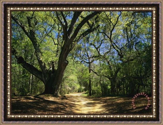 Raymond Gehman A Dirt Road Through a Forest Passes a Large Tree with Spanish Moss Framed Print
