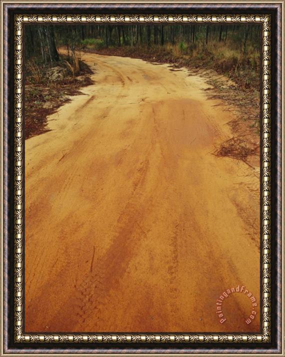 Raymond Gehman A Dirt Road Traveling Through a Forest Framed Painting