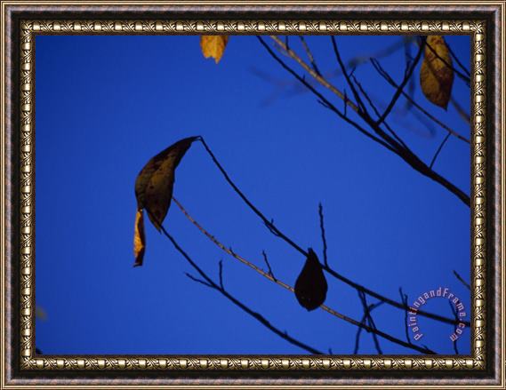 Raymond Gehman A Few Leaves Clinging to Tree Branches in Autumn Framed Print