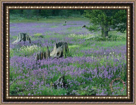 Raymond Gehman A Field of Violets Framed Print