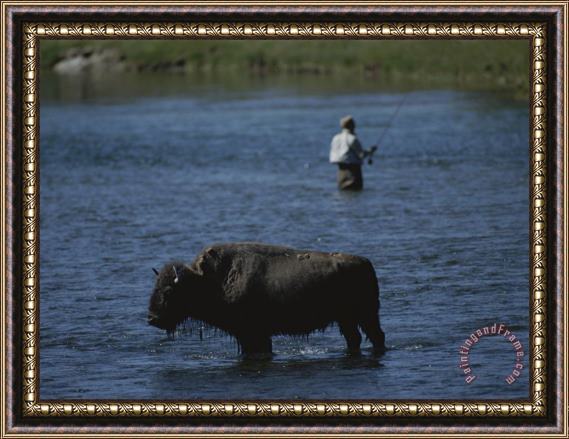 Raymond Gehman A Fisherman And Buffalo Share Water Space in The Yellowstone River Framed Painting