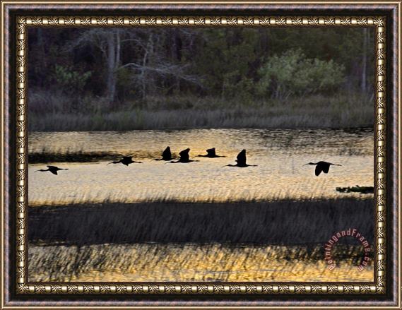 Raymond Gehman A Flock of Ibis Fly Over The Sunset Colored Marsh Framed Print