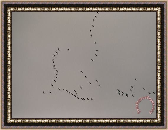 Raymond Gehman A Flock of Tundra Swans Fly Above The Mackenzie River Framed Print