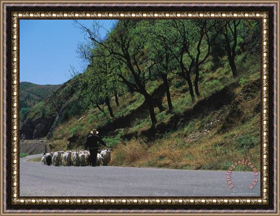 Raymond Gehman A Goatherd Leads His Flock of Goats Along a Rural Road Near Beijing Framed Painting