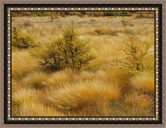 Raymond Gehman A Grassland View of Cape Breton Highland National Park Framed Print