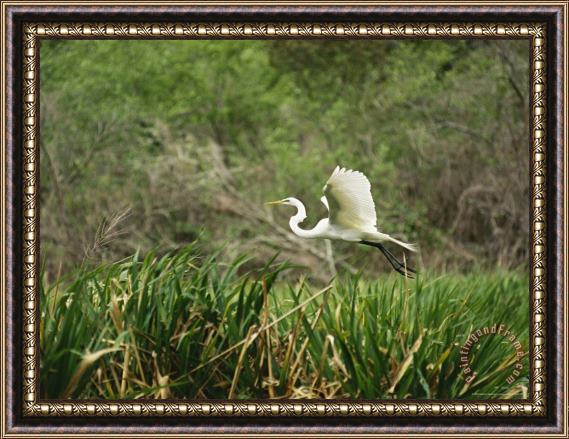 Raymond Gehman A Great Egret Casmerodius Albus Flying Over Tall Grasses Framed Painting