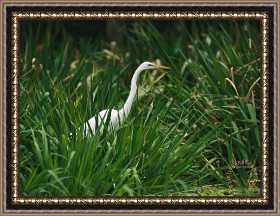 Raymond Gehman A Great Egret Casmerodius Albus Standing in Tall Grasses Framed Print