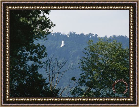 Raymond Gehman A Great Egret Prepares to Land on Its Nest on Wade Island Framed Painting