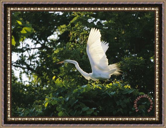Raymond Gehman A Great Egret Spreads Its Wings in Its Vine Covered Nest Framed Print