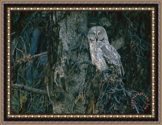 Raymond Gehman A Great Gray Owl Scouts for Prey in Yellowstone Framed Painting