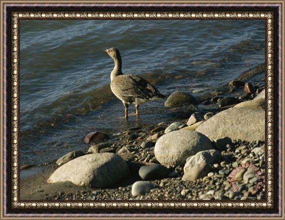 Raymond Gehman A Greylag Goose Wades Into The Mackenzie River Framed Painting