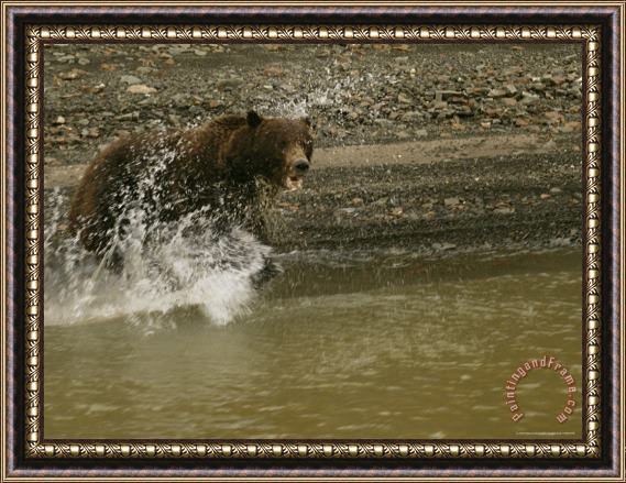 Raymond Gehman A Grizzly Bear Charges Into The Mackenzie River Framed Painting