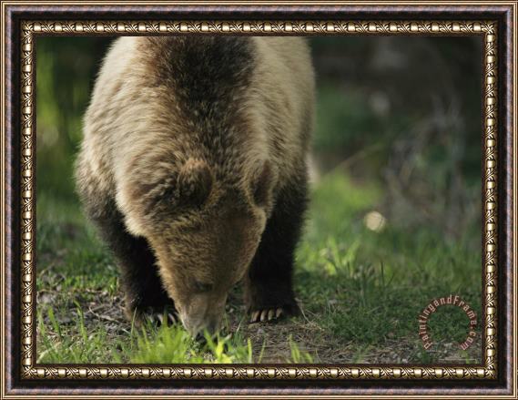 Raymond Gehman A Grizzly Bear Nibbles on Grasses Framed Painting