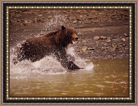 Raymond Gehman A Grizzly Splashes Through The Water Framed Painting