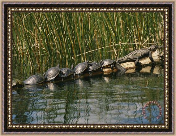 Raymond Gehman A Group of Aquatic Turtles And an American Alligator Bask on a Log Framed Painting